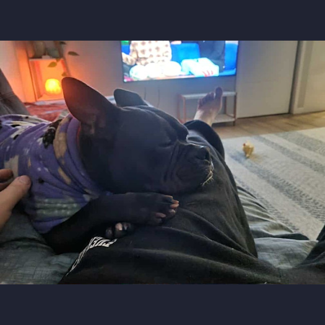 Photo of Letti   2 Year Old Boston Terrier X Staffy