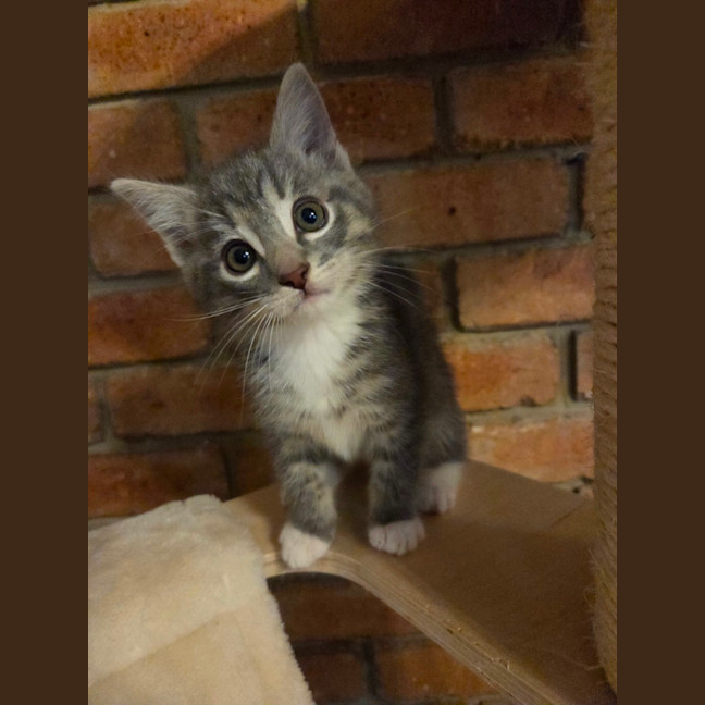 Photo of Tommy