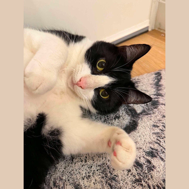 Photo of Charlie   Located In Brunswick West