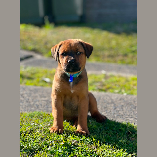 Photo of Rogue   8 Week Old Staffy X