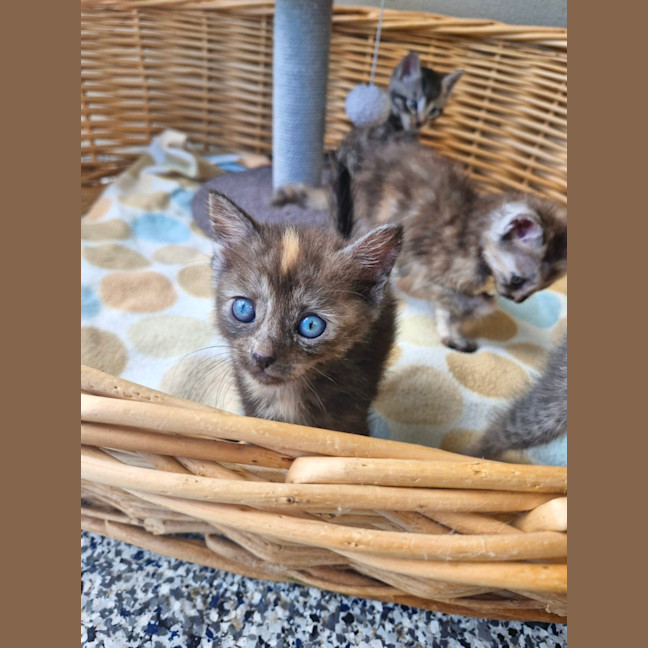 Photo of Tassie Devil 