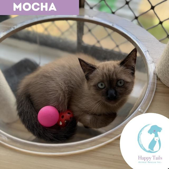 Photo of Mocha