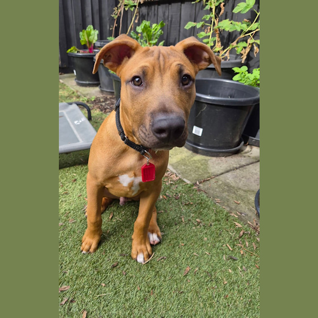 Photo of Jose' (Was Buster)