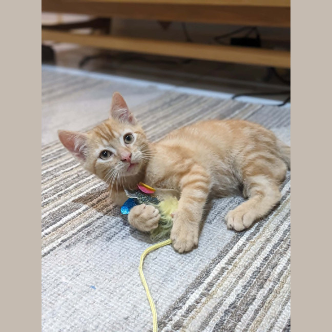 Photo of Mochi   In Foster Care In Reservoir