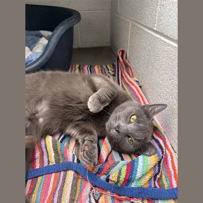 Photo of Gulliver