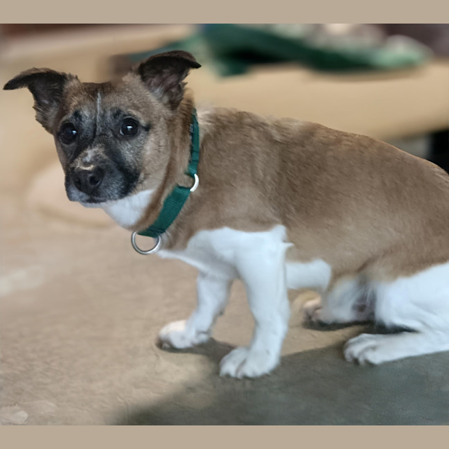 Photo of Loki