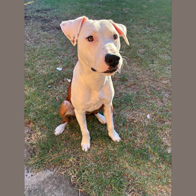 Photo of Ziggy