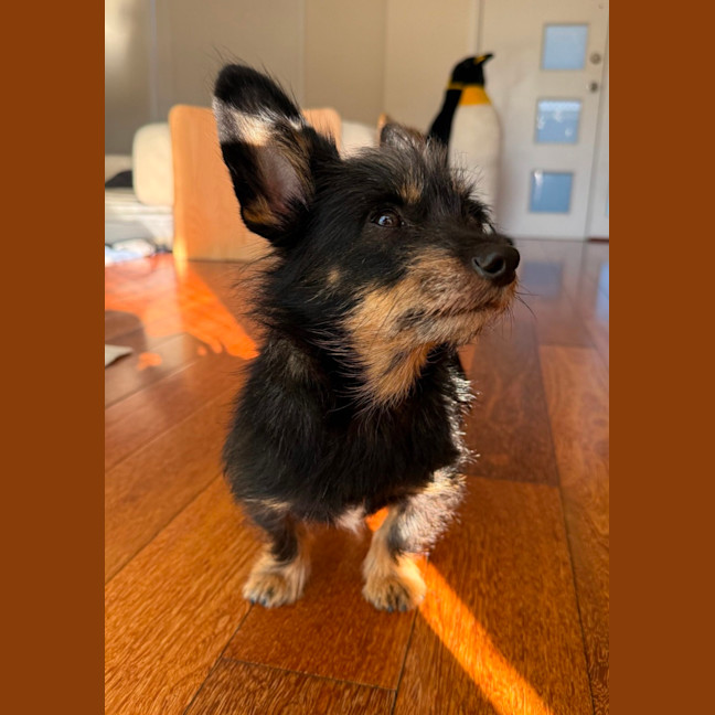 Photo of Buddy