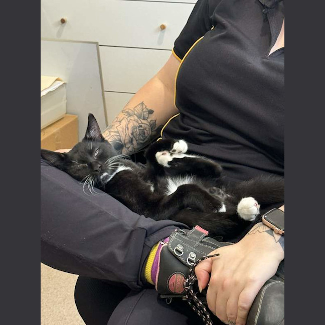 Photo of Oreo