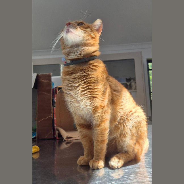 Photo of Tommy (9977)