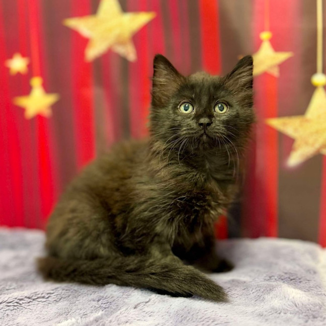 Photo of Kiki   Located In Kew