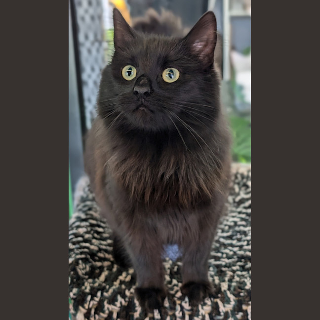 Photo of Queen Of Hearts 