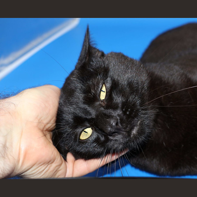 Photo of Patch   Available Pet Quarters Tuggerah