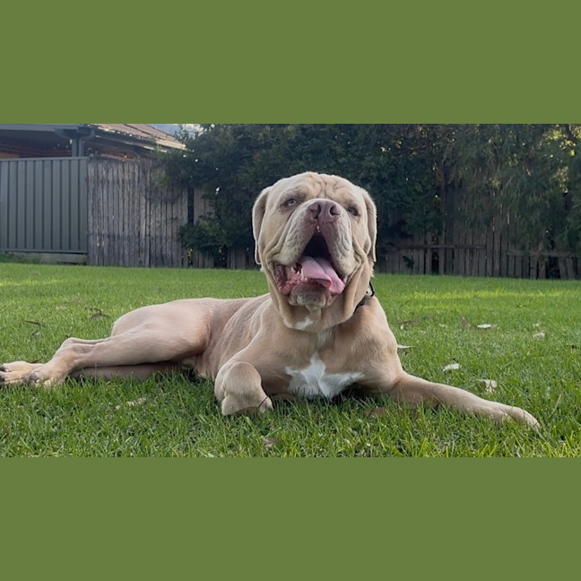 Photo of Lloyd   2 Year Old Aussie Bulldog X