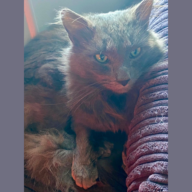 Photo of Morris 💙