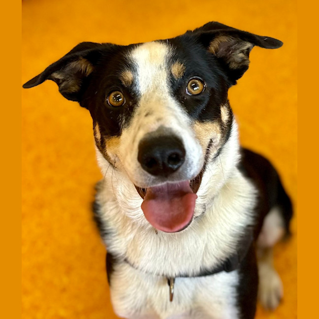 Photo of Comet