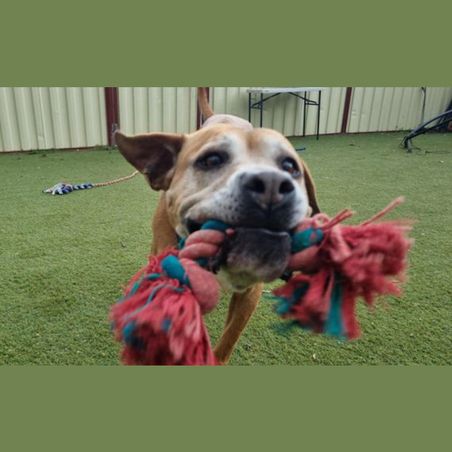 Photo of Sadie
