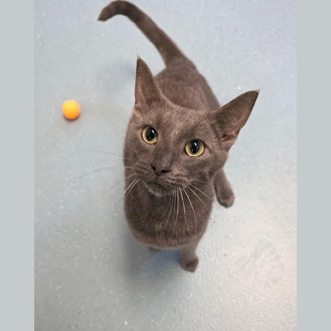 Photo of Chess And Tess