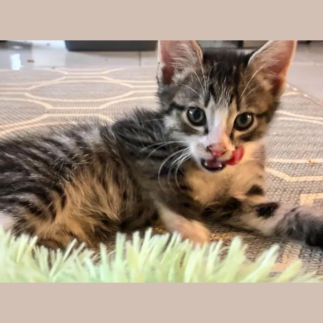 Photo of Bumble