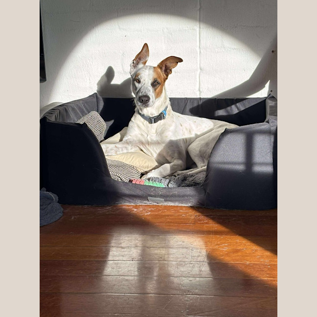 Photo of Frankie