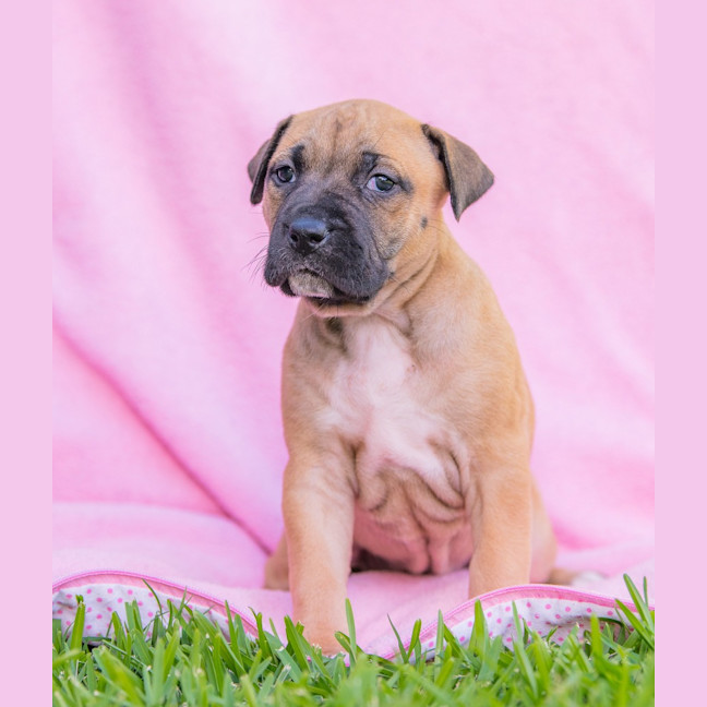 Photo of Mango A Gogo