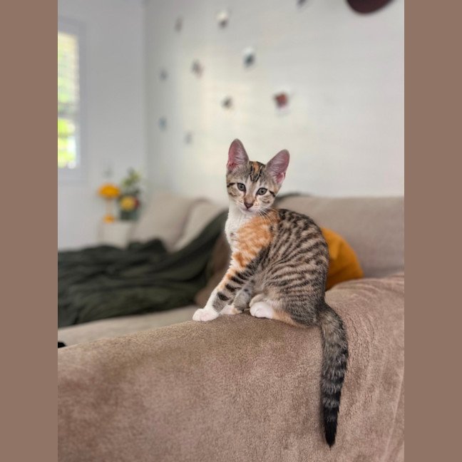 Photo of Maple & Olive