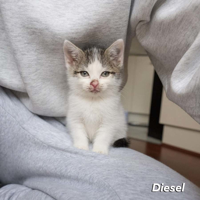 Photo of Diesel