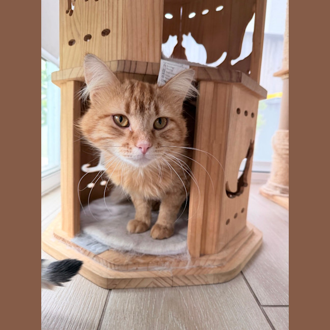 Photo of Gingerbread