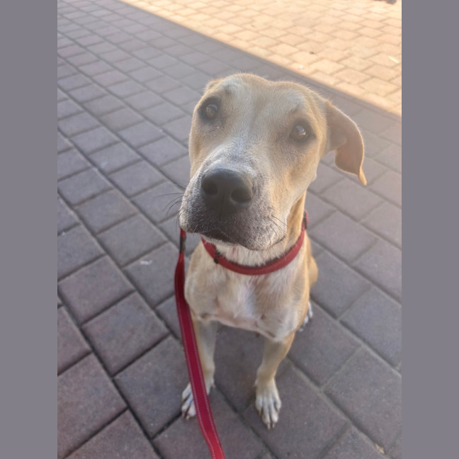 Photo of Luna (Lady)