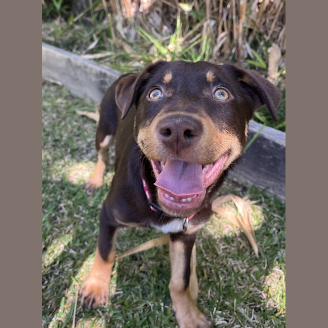 Photo of Harley