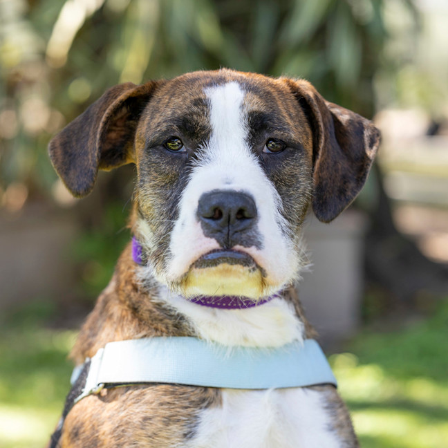 Photo of Luna Lovegood