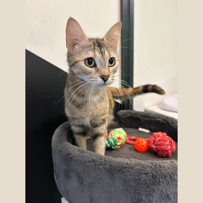 Photo of Sandy Shandy