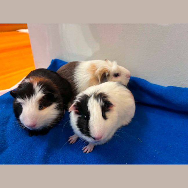 Photo of Bart, Homer & Ralph