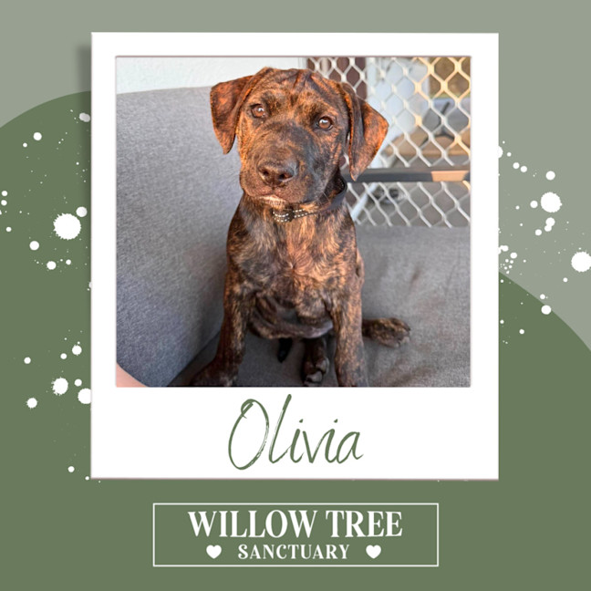 Photo of Olivia
