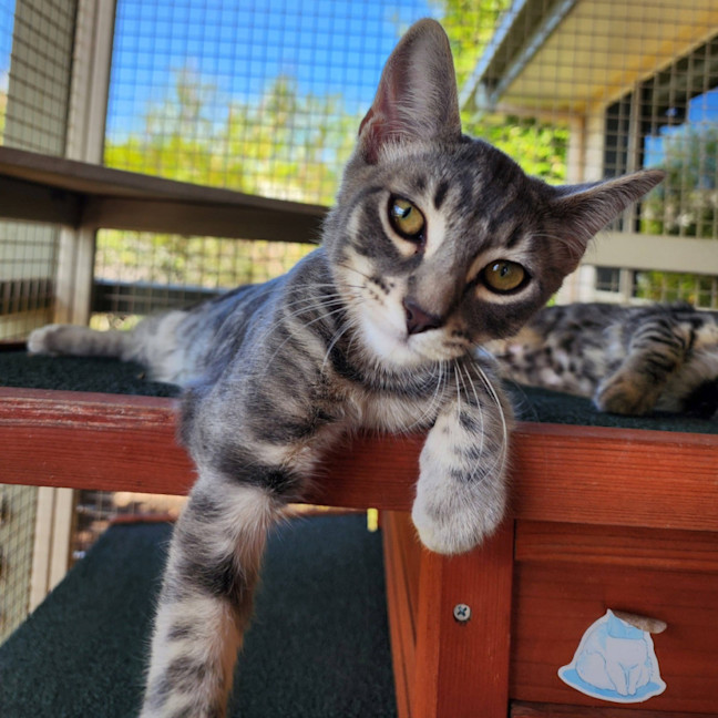 Photo of Blitzen