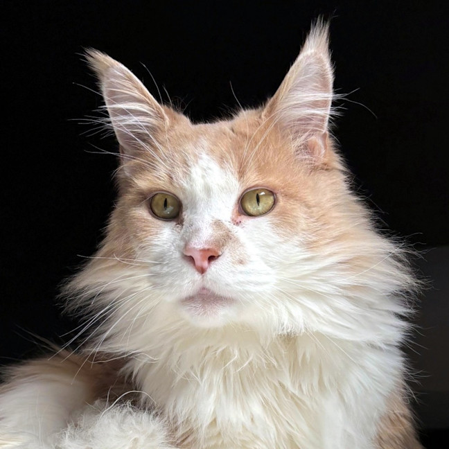 Photo of Nico Sua014218