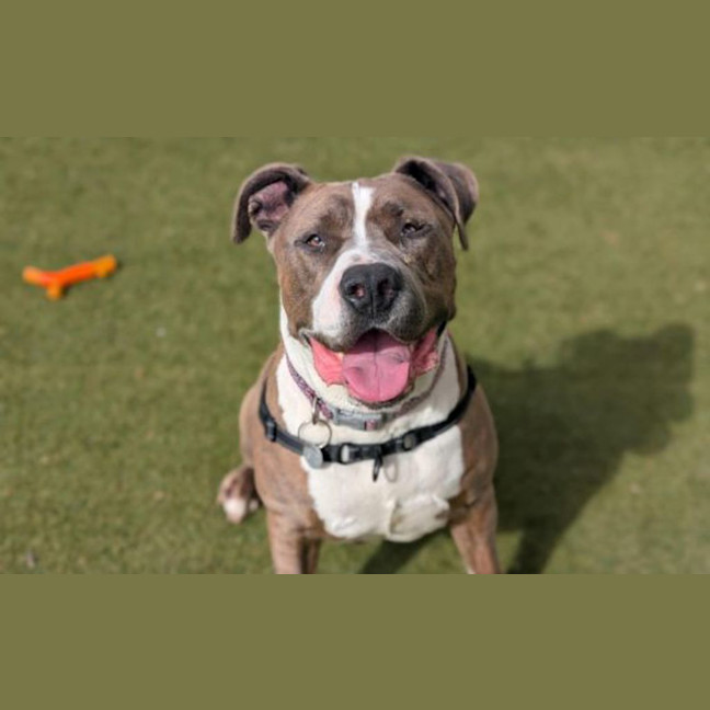 Photo of Ziggy