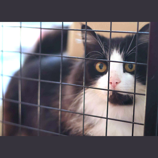 Photo of Chase Brushtail