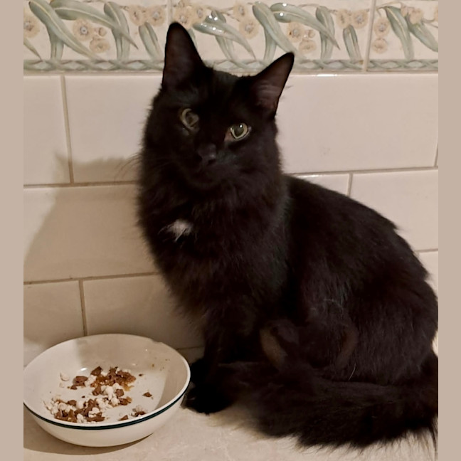 Photo of Bella