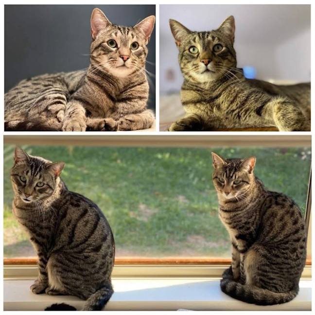 Photo of 14244 & 14245   Stella & Gus