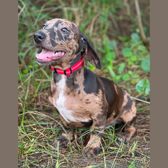 Photo of Otto