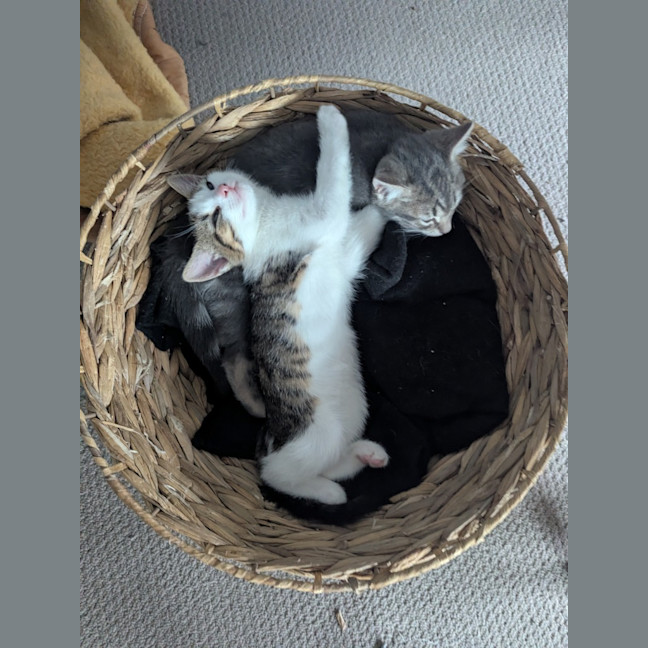 Photo of Sofia Scotty