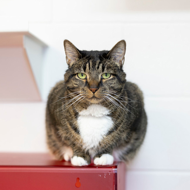 Photo of Tiger  Lily