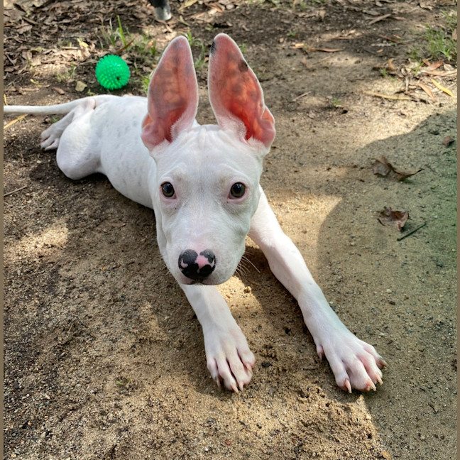 Photo of Stitch