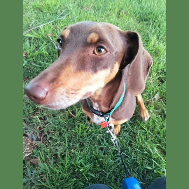 Photo of Rosie
