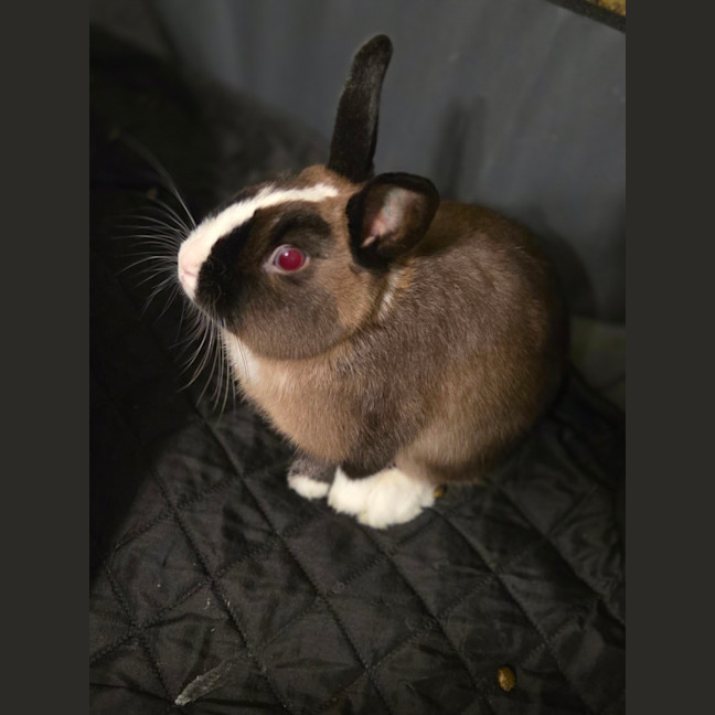 Photo of Oliver