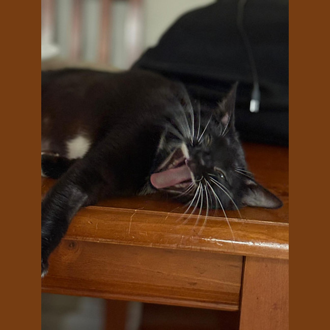 Photo of Muffin