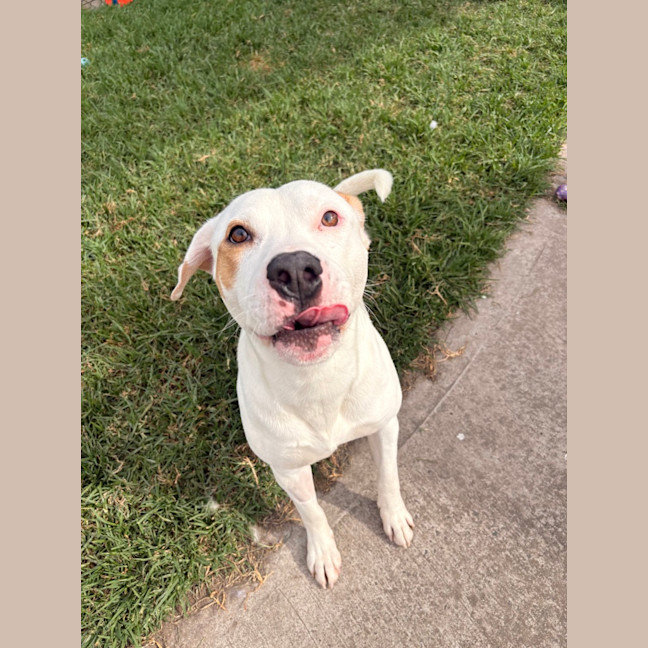 Photo of Houdini