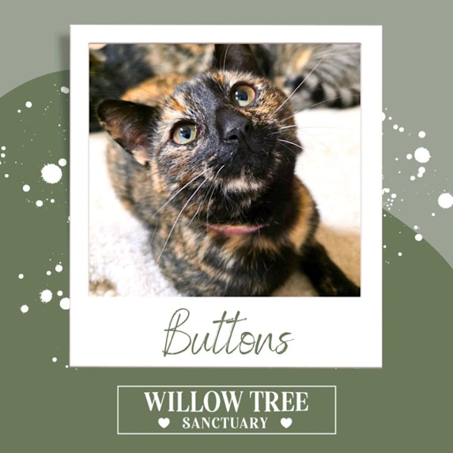 Photo of  Buttons
