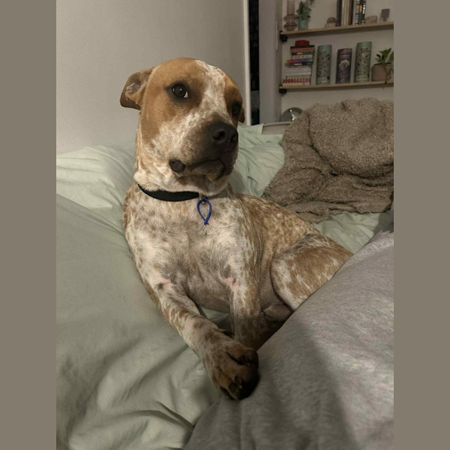 Photo of Bulla   10 Month Old Cattle Dog X Shar Pei
